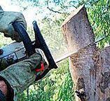 Best Utility Line Clearance  in Lubeck, WV