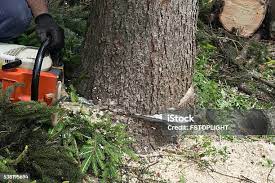 Best Tree Disease Treatment  in Lubeck, WV