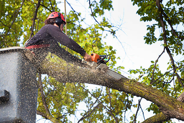 Best Soil Testing and Treatment  in Lubeck, WV